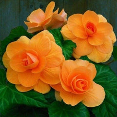 Collection image for: Begonia