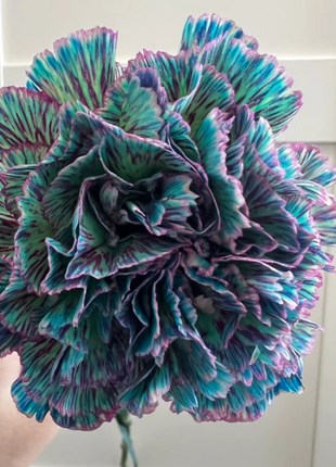 Multi-color Carnation Seeds