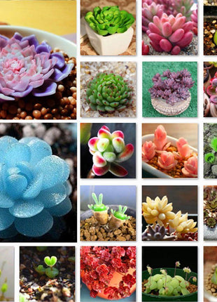 Succulent Plant Seeds