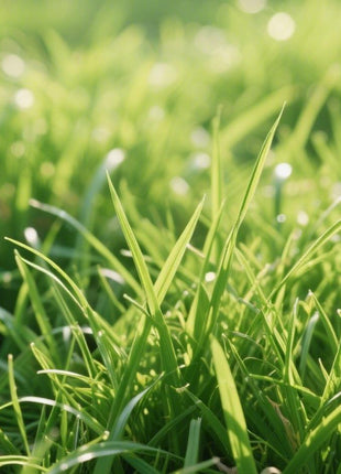 3000pcs Premium Zoysia Grass Seeds – Dense Turf for High-Traffic Areas & Pet-Friendly Lawns