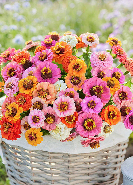 🌺Double Dwarf Zinnia Seeds