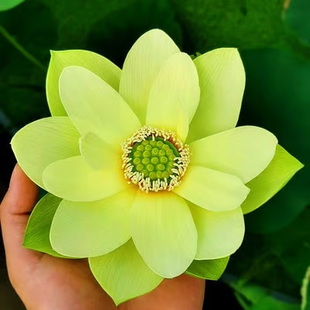 🔥【7 days germination】💐The Sacred Bonsai Bowl Lotus Flower