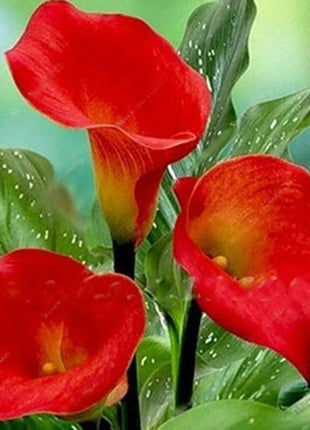 Egrow 50 PCS Calla Lily Seeds Garden Balcony Potted Perennial Flower Seeds Bonsai Ivy Flowers