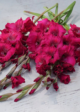 Gladiolus Flower