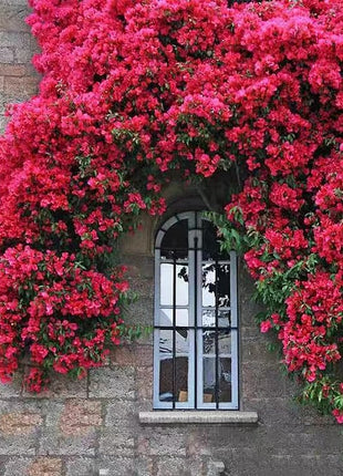 Mixed Climbing Flower Seeds -Over 30 kinds mixed