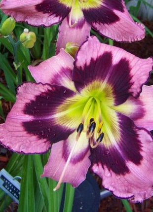 Daylily Hybrid Flowers Seed