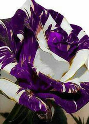 Purple white rose flower seeds