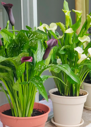 Calla Lily Seeds - Mixed - Beautiful Flowers Planting