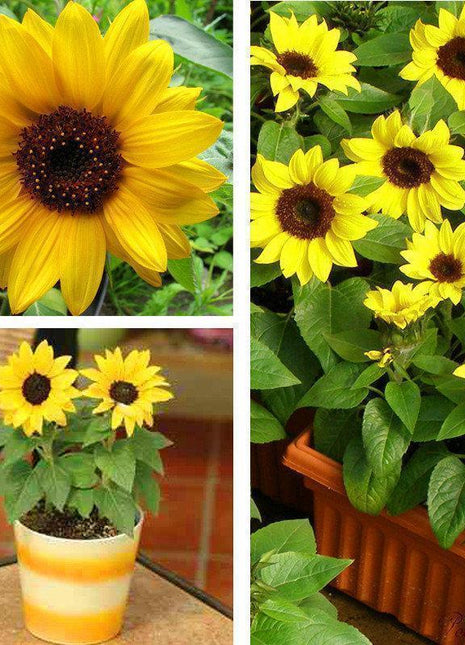 40pcs Dwarf Sunflower Seeds Rare Flower Seeds