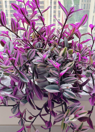 wedding spider plant 💐Oil Painting Wedding Orchid—Symbol Of Eternity – HenryGarden