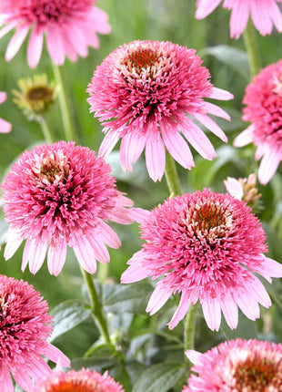 Echinacea Butterfly Kisses (Coneflower)