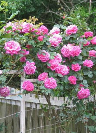 Pink Lady Rose Climbing Seeds