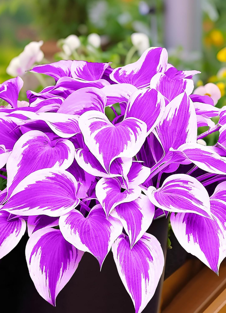Hosta Seeds Perennial Grow Easily