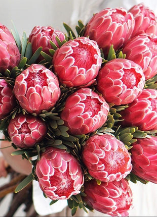 South African Princess Flower Seeds