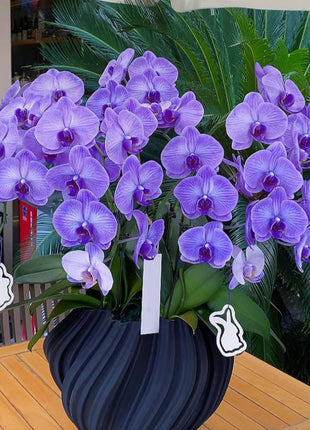 Phalaenopsis Seeds-Queen Of Orchids