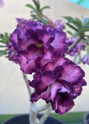 Purple Desert Rose Seeds