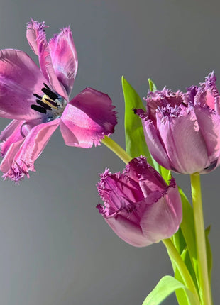 Frill Tulip seeds