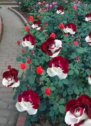Rare Twin Roses - Seeds