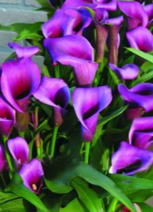 Egrow 50 PCS Calla Lily Seeds Garden Balcony Potted Perennial Flower Seeds Bonsai Ivy Flowers