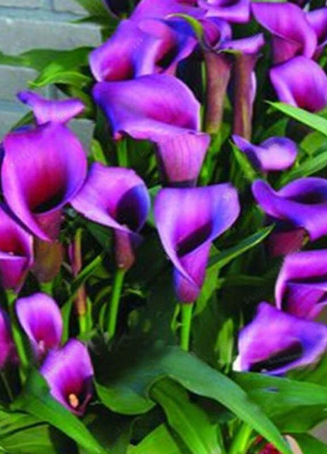 Egrow 50 PCS Calla Lily Seeds Garden Balcony Potted Perennial Flower Seeds Bonsai Ivy Flowers