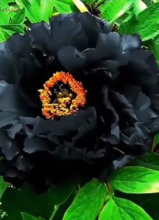 Black Beauty Peony Flower Seeds