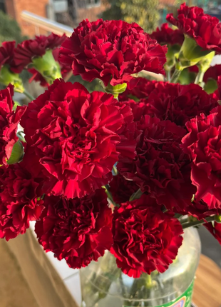 🌹Double Carnation Seeds—Mother's Day Flowers