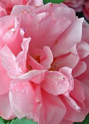 Pink Lady Rose Climbing Seeds