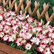 Carpet Border Lily