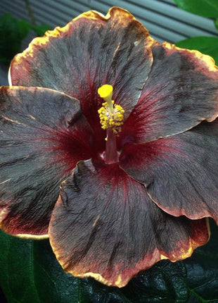 50PCS Rare Black Pink Purple Hibiscus Seeds"Black Rainbow"