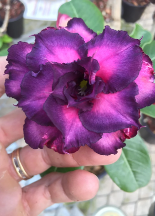 Lilac Desert Rose Seeds