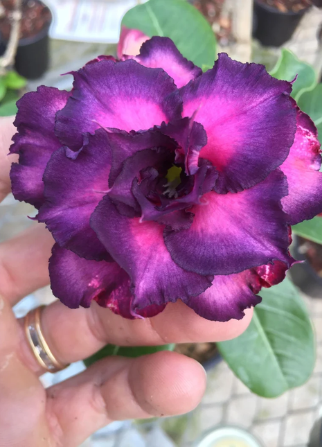 Lilac Desert Rose Seeds