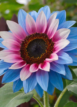 Twin-Blossom Blue Over Pink Sunflower Seeds