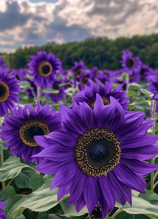 Purple Sunflower Field 'Violet Glow'