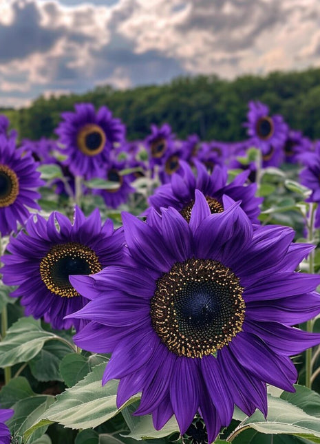 Purple Sunflower Field 'Violet Glow'