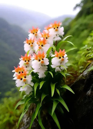 Amazing plants! Cat's eye dazzle - Orange pink