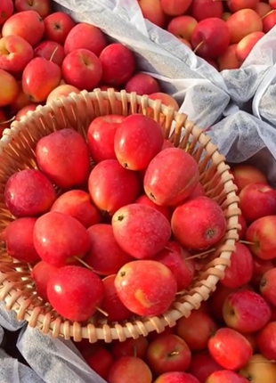 Xantolis Stenosepala Mini Apple Seeds